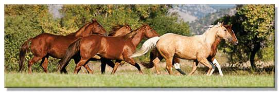 horses
